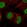 Anti-RAD21 Antibody