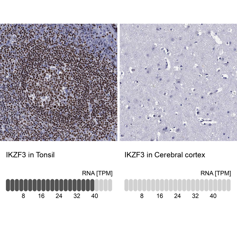 Anti-IKZF3 Antibody