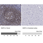 Anti-IKZF3 Antibody
