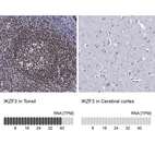 Anti-IKZF3 Antibody
