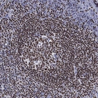 Immunohistochemical staining of human tonsil shows strong nuclear positivity in germinal center cells.