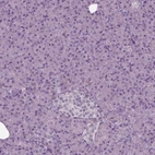 Immunohistochemical staining of human pancreas shows no positivity in exocrine glandular cells as expected.