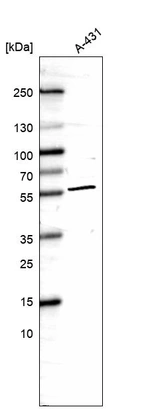 Western blot analysis in human cell line A-431.