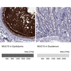 Anti-MUC15 Antibody