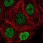 Anti-FAM240C Antibody