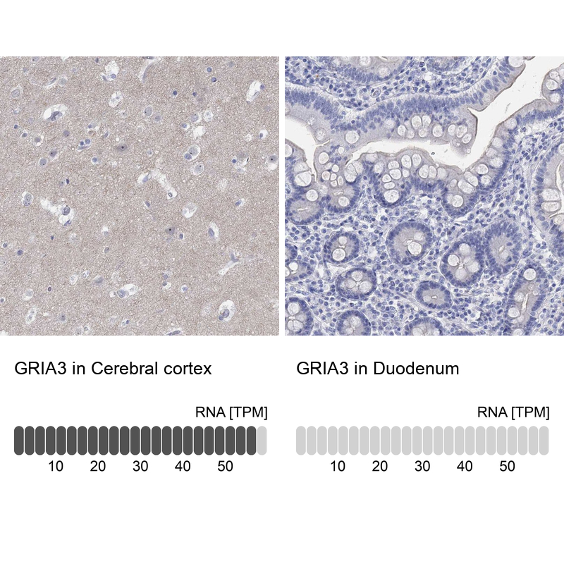 Anti-GRIA3 Antibody