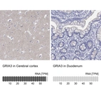 Anti-GRIA3 Antibody