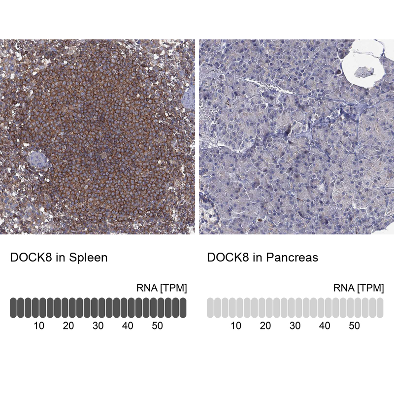 Anti-DOCK8 Antibody