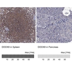 Anti-DOCK8 Antibody