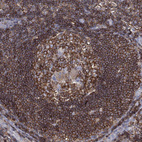 Immunohistochemical staining of human lymph node shows strong membranous positivity in germinal and non-germinal center cells.