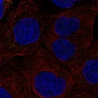 Anti-IL27RA Antibody