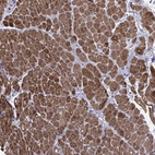 Immunohistochemical staining of human heart muscle shows high expression.