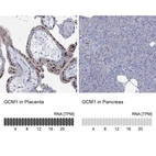 Anti-GCM1 Antibody