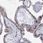 Immunohistochemical staining of human placenta shows high expression.