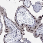 Immunohistochemical staining of human placenta shows high expression.