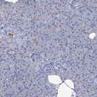 Immunohistochemical staining of human pancreas shows low expression as expected.