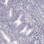 Immunohistochemical staining of human endometrium shows low expression as expected.