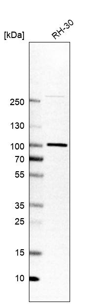 Anti-APPL1 Antibody