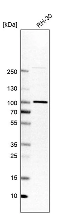 Anti-APPL1 Antibody