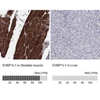 Anti-EHBP1L1 Antibody