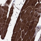 Immunohistochemical staining of human skeletal muscle shows high expression.