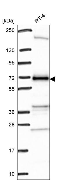 Anti-C17orf80 Antibody