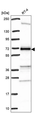 Anti-C17orf80 Antibody