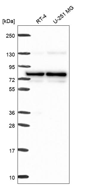 Anti-PBXIP1 Antibody