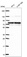 Anti-PBXIP1 Antibody