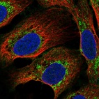 Immunofluorescent staining of human cell line U2OS shows localization to mitochondria.