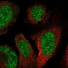 Immunofluorescent staining of human cell line U2OS shows localization to nucleoplasm & cytosol.