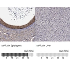 Anti-MPP2 Antibody
