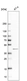 Anti-PAQR6 Antibody