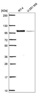 Anti-IFI16 Antibody