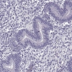 Immunohistochemical staining of human endometrium shows low expression as expected.