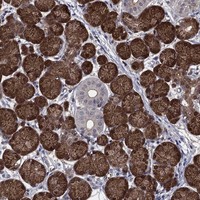 Anti-AGFG2 Antibody