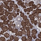 Anti-AGFG2 Antibody