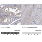 Anti-TEKT3 Antibody