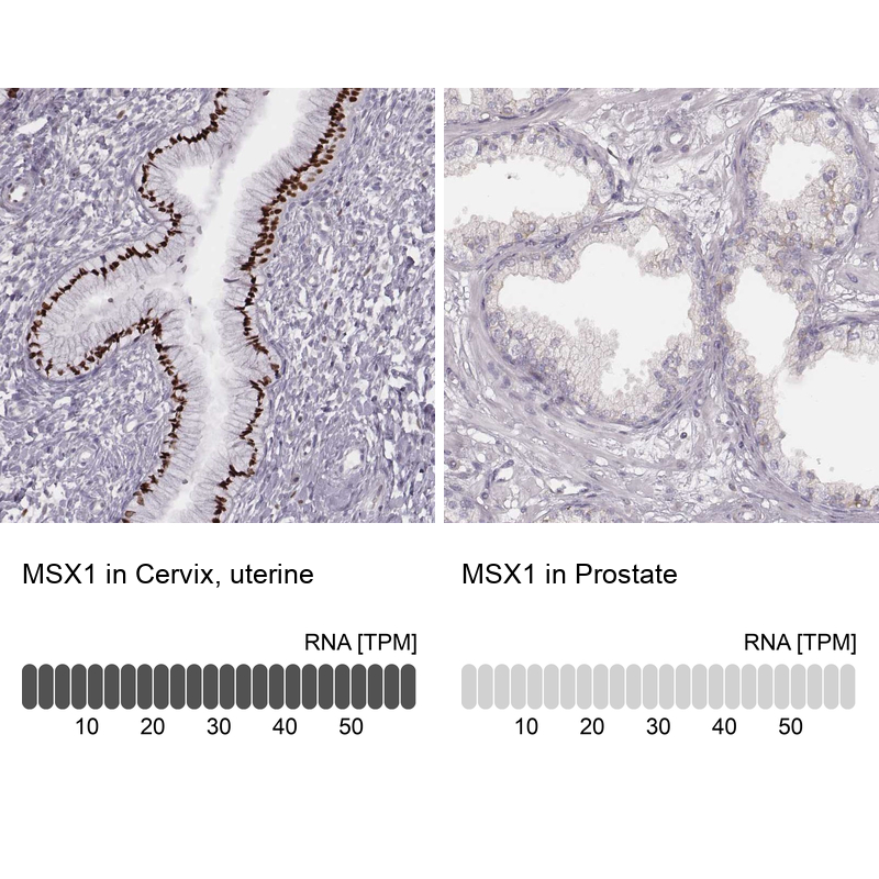 Anti-MSX1 Antibody