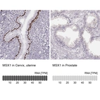 Anti-MSX1 Antibody