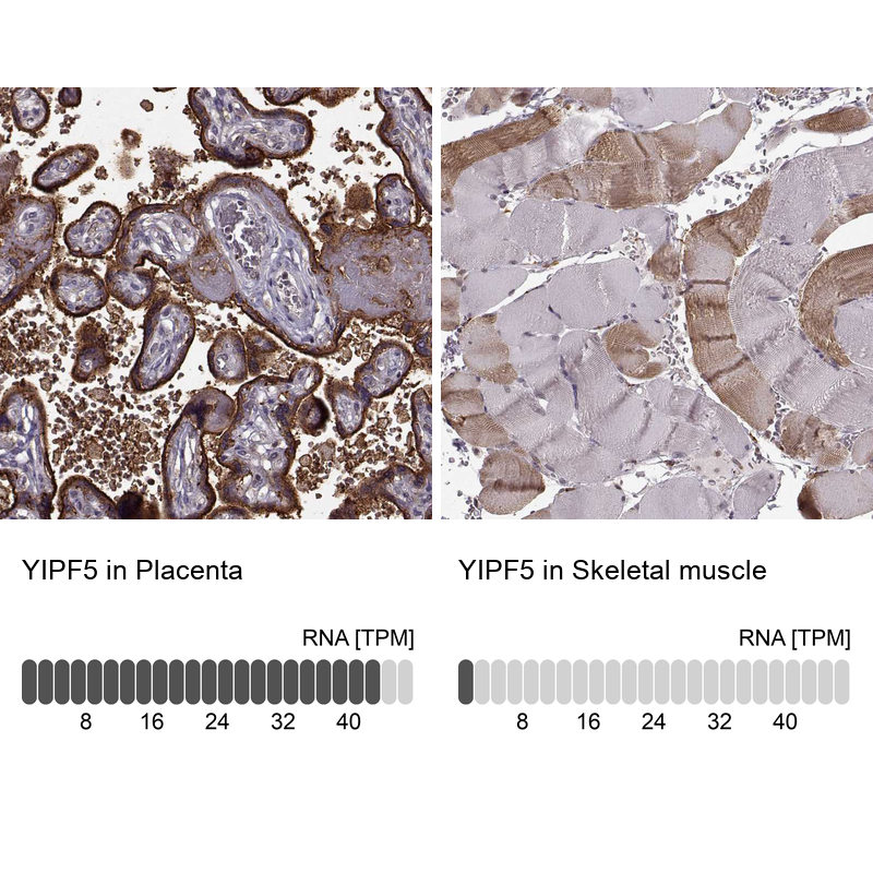 Anti-YIPF5 Antibody