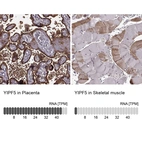 Anti-YIPF5 Antibody