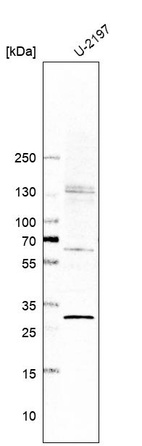 Western blot analysis in human cell line U-2197.