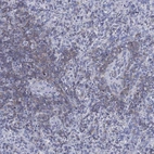 Immunohistochemical staining of human spleen shows high expression.