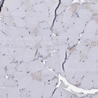 Immunohistochemical staining of human skeletal muscle shows low expression as expected.
