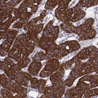 Anti-FAM8A1 Antibody