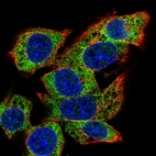 Anti-C22orf39 Antibody