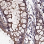 Immunohistochemical staining of human colon using Anti-PLEKHG3 antibody HPA073702.