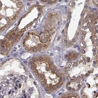 Immunohistochemical staining of human kidney using Anti-PLEKHG3 antibody HPA073702.