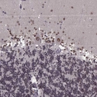 Anti-NUP37 Antibody